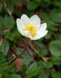 Mountain Avens dryas octopetela